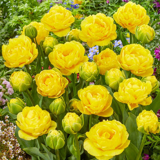 Golden Jewel Tulip Seeds